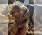 Small Photo #1 Yorkshire Terrier Puppy For Sale in GREEN VALLEY, AZ, USA