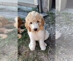 Puppy Good Girl Goldendoodle