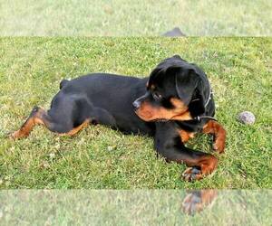Rottweiler Puppy for sale in LAKEWOOD, WA, USA