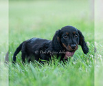 Small Photo #43 Dachshund Puppy For Sale in WARSAW, IN, USA