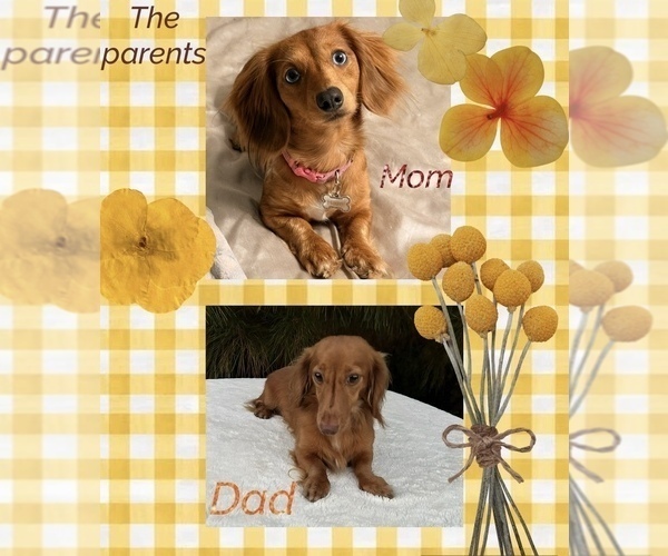 Medium Photo #1 Dachshund Puppy For Sale in NACOGDOCHES, TX, USA
