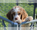 Small Photo #10 Poodle (Standard) Puppy For Sale in LINDEN, TN, USA