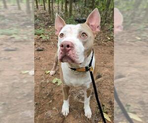 American Pit Bull Terrier Dogs for adoption in Charlotte, NC, USA