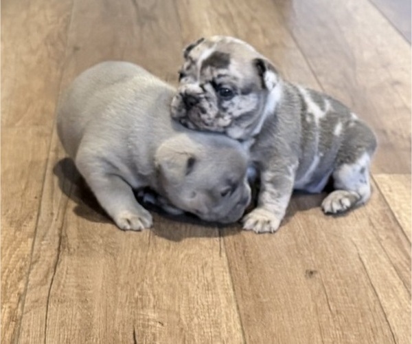 Medium Photo #14 French Bulldog Puppy For Sale in NORTH SACRAMENTO, CA, USA
