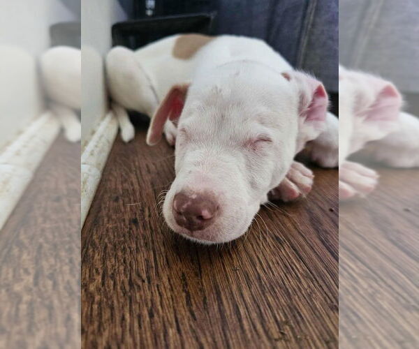 Medium Photo #2 American Pit Bull Terrier-Unknown Mix Puppy For Sale in Raleigh, NC, USA