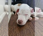 Small #1 American Pit Bull Terrier Mix