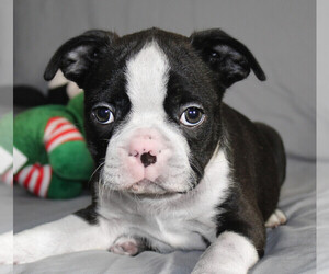Boston Terrier Puppy for sale in BROOKSVILLE, FL, USA
