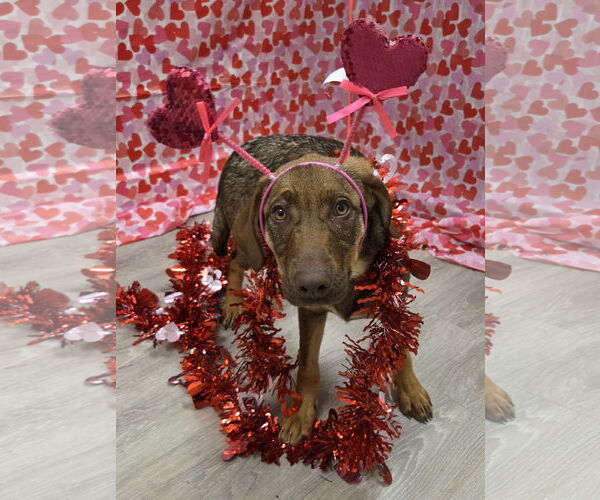 Medium Photo #4 Doberman Pinscher-Labrador Retriever Mix Puppy For Sale in Attalka, AL, USA