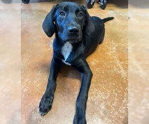 Labrador Retriever-Unknown Mix Dogs for adoption in Bolivar, MO, USA