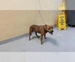 Small Mutt