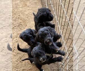 Bernedoodle Puppy for sale in SCOTTSDALE, AZ, USA
