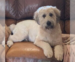Mutt Dogs for adoption in Chandler, AZ, USA