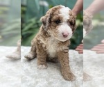 Small #11 Aussie-Poo-Miniature Bernedoodle Mix
