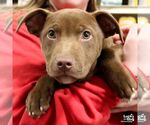 Small #2 Labrador Retriever Mix