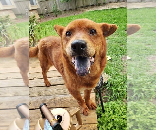 Medium Photo #2  Puppy For Sale in , 