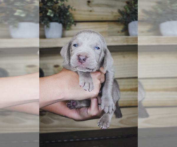 Medium Photo #1 Weimaraner Puppy For Sale in WILDWOOD, FL, USA