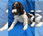 Small Photo #2 Labradoodle Puppy For Sale in MAGNOLIA, TX, USA