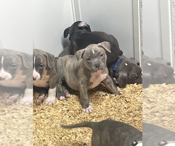 Medium Photo #15 American Bully Puppy For Sale in NAUGATUCK, CT, USA