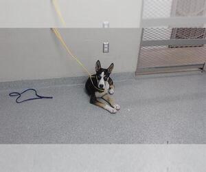 Labrador Retriever-Unknown Mix Dogs for adoption in Pasadena, TX, USA