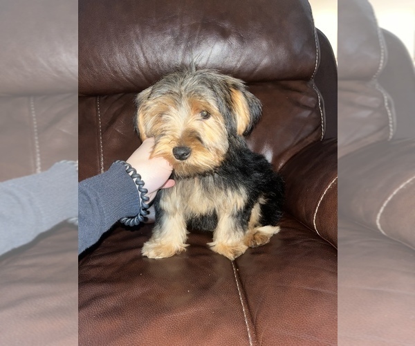 Medium Photo #2 Yorkshire Terrier Puppy For Sale in LOWELL, MA, USA