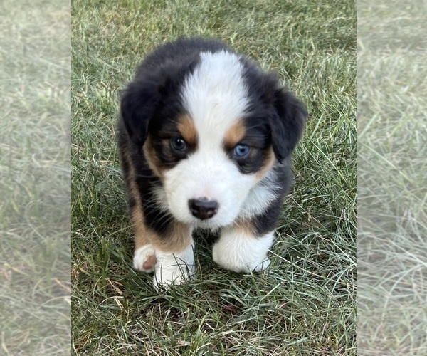 Medium Photo #3 Australian Shepherd Puppy For Sale in TUSTIN, MI, USA