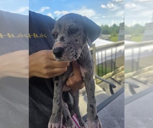 Great Dane Puppy for sale in SAINT GEORGE, GA, USA