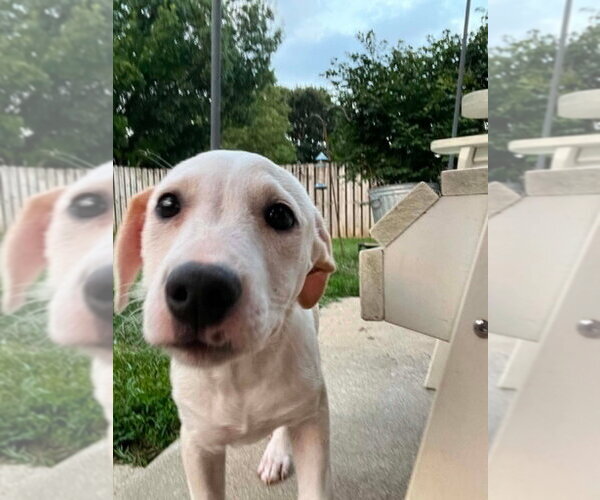 Medium Photo #3 Labbe Puppy For Sale in Aurora, IN, USA