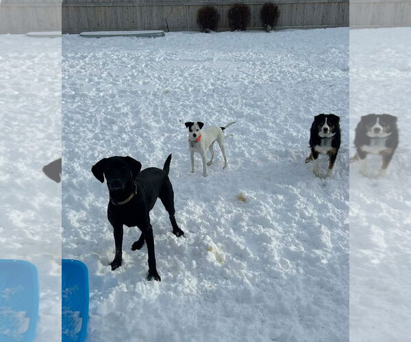 Medium Photo #14 Rat-Cha Puppy For Sale in Grafton, WI, USA