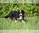 Small #5 Miniature Australian Shepherd