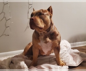Mother of the American Bully puppies born on 03/04/2026