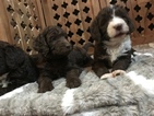 Small Photo #3 Aussiedoodle Puppy For Sale in RANDLEMAN, NC, USA