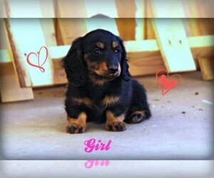 Dachshund Puppy for sale in EDGEWOOD, NM, USA