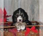 Small Photo #3 Bernedoodle Puppy For Sale in HONEY BROOK, PA, USA