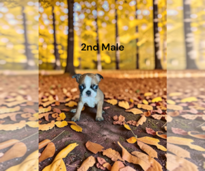 Boston Terrier Puppy for sale in EWING, KY, USA