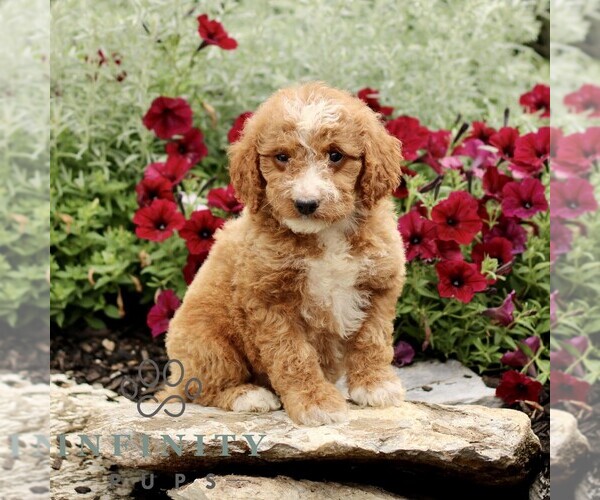 Medium Photo #4 Goldendoodle (Miniature) Puppy For Sale in LITITZ, PA, USA