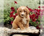 Small #3 Goldendoodle (Miniature)