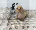 Frankie - Male Dachshund Dog for Adoption - Small photo