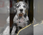 Small Photo #17 Great Dane Puppy For Sale in DANIELSON, CT, USA