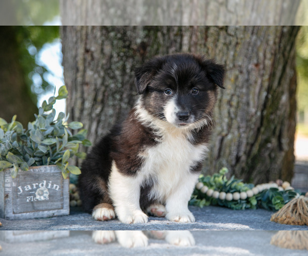 Medium Photo #9 Australian Shepherd Puppy For Sale in CHRISTIANA, PA, USA