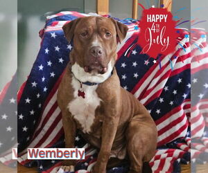 Mutt Dogs for adoption in Mount Laurel, NJ, USA