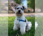 Small Photo #1 Schnauzer (Miniature) Puppy For Sale in FAIRFIELD, CA, USA