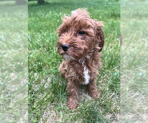 Goldendoodle (Miniature) Puppy for sale in DURHAM, CT, USA