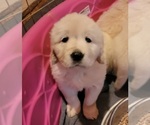 Small Photo #18 English Cream Golden Retriever Puppy For Sale in APPLE VALLEY, CA, USA