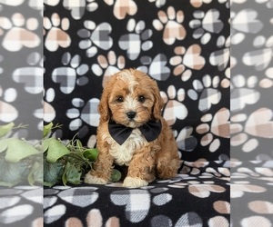 Cavapoo Puppy for sale in QUARRYVILLE, PA, USA