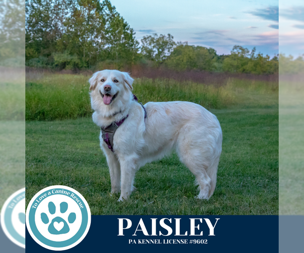 Medium Photo #22 Great Pyrenees Puppy For Sale in Kimberton, PA, USA