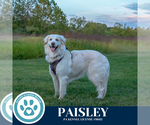 Small #21 Great Pyrenees
