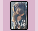 Puppy Mable Goldendoodle-Labrador Retriever Mix