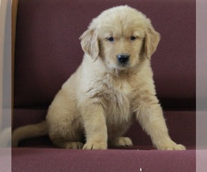Golden Retriever Puppy for sale in FREDERICKSBURG, OH, USA