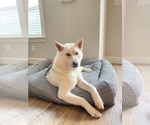 Small Photo #1 Alaskan Husky-Golden Retriever Mix Puppy For Sale in PORTLAND, OR, USA