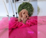 Puppy 0 Goldendoodle (Miniature)